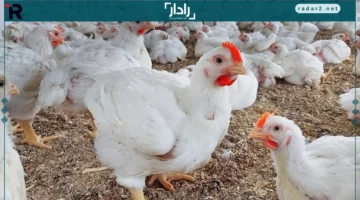 أسعار الفراخ.. تحديث جديد بأسواق الدواجن الأحد 16 نوفمبر يكشف التغيرات اليومية